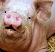 Ученые расшифровали геном свиньи.