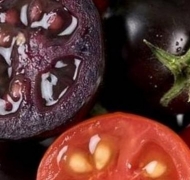 Канадские фиолетовые помидоры спасут от рака и сердечно-сосудистых. 